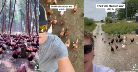 The Chicken War on TikTok: Flocks of Chickens Take Over Social Media Chicken War