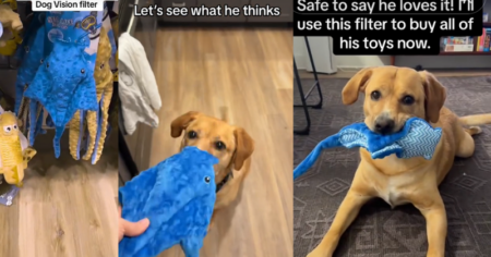 Experience the Dog Vision Filter on TikTok and See the World Through Your Pet’s Eyes Dog Vision Filter