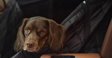 A Cautionary Tale: The Risks of Leaving Pets in Vehicles The Risks of Leaving Pet in Vehicles